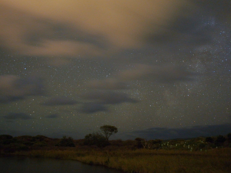 Tree by Water - Broken Head North